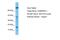 GABA Type A Receptor Associated Protein Like 1 antibody, NBP1-55202, Novus Biologicals, Western Blot image 