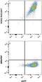 Solute Carrier Family 12 Member 7 antibody, MAB9030, R&D Systems, Flow Cytometry image 