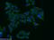 Poly(ADP-Ribose) Polymerase Family Member 10 antibody, 26072-1-AP, Proteintech Group, Immunofluorescence image 