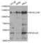 Nuclear Factor Kappa B Subunit 2 antibody, abx004265, Abbexa, Western Blot image 