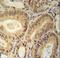 RNA Binding Motif Protein 24 antibody, LS-C162493, Lifespan Biosciences, Immunohistochemistry paraffin image 