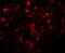 Translin antibody, A02777-1, Boster Biological Technology, Immunofluorescence image 