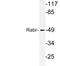 ArfGAP With FG Repeats 2 antibody, LS-C177850, Lifespan Biosciences, Western Blot image 