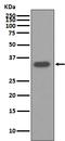 Secreted Phosphoprotein 1 antibody, M00634, Boster Biological Technology, Western Blot image 