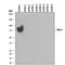 T Cell Immunoglobulin And Mucin Domain Containing 4 antibody, AF2929, R&D Systems, Western Blot image 