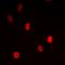 Mediator Complex Subunit 24 antibody, orb315609, Biorbyt, Immunocytochemistry image 