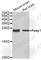 Receptor Accessory Protein 1 antibody, A7245, ABclonal Technology, Western Blot image 