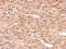 Osteomodulin antibody, GTX117636, GeneTex, Immunohistochemistry paraffin image 