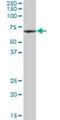 Triokinase And FMN Cyclase antibody, H00026007-B01P, Novus Biologicals, Western Blot image 