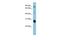 Solute carrier family 26 member 4 antibody, PA5-42060, Invitrogen Antibodies, Western Blot image 