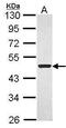 Flotillin 1 antibody, PA5-28118, Invitrogen Antibodies, Western Blot image 