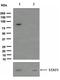 Signal Transducer And Activator Of Transcription 1 antibody, ab109461, Abcam, Western Blot image 