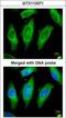 Serine/threonine-protein kinase 24 antibody, GTX113371, GeneTex, Immunofluorescence image 