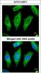 Serine/Threonine Kinase 24 antibody, GTX113371, GeneTex, Immunofluorescence image 