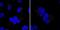 Mindbomb E3 Ubiquitin Protein Ligase 1 antibody, PA5-12069, Invitrogen Antibodies, Immunofluorescence image 
