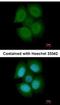 Nuclear RNA Export Factor 3 antibody, NBP2-19614, Novus Biologicals, Immunocytochemistry image 