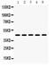Bone Morphogenetic Protein 4 antibody, PB9688, Boster Biological Technology, Western Blot image 