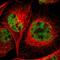 KIAA2001 antibody, HPA003652, Atlas Antibodies, Immunofluorescence image 