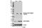 Dual Adaptor Of Phosphotyrosine And 3-Phosphoinositides 1 antibody, 13703S, Cell Signaling Technology, Western Blot image 