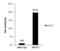 SET And MYND Domain Containing 3 antibody, NBP2-20432, Novus Biologicals, Chromatin Immunoprecipitation image 