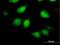 Translin Associated Factor X Interacting Protein 1 antibody, H00055815-B01P, Novus Biologicals, Immunofluorescence image 