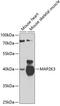 Mitogen-Activated Protein Kinase Kinase 3 antibody, 23-127, ProSci, Western Blot image 