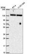 Tripartite Motif Containing 24 antibody, PA5-66415, Invitrogen Antibodies, Western Blot image 