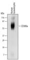 CD300a Molecule antibody, MAB2640, R&D Systems, Western Blot image 