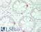 Gastric Inhibitory Polypeptide antibody, LS-B14584, Lifespan Biosciences, Immunohistochemistry paraffin image 