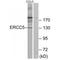 ERCC Excision Repair 5, Endonuclease antibody, A01770, Boster Biological Technology, Western Blot image 