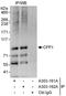 CXXC Finger Protein 1 antibody, A303-162A, Bethyl Labs, Immunoprecipitation image 