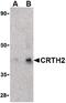 Prostaglandin D2 Receptor 2 antibody, PA5-20333, Invitrogen Antibodies, Western Blot image 