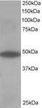 Oxysterol Binding Protein Like 1A antibody, MBS420151, MyBioSource, Western Blot image 