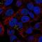 Leucine Rich Alpha-2-Glycoprotein 1 antibody, NBP1-82822, Novus Biologicals, Immunofluorescence image 