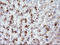 Angiomotin antibody, LS-C338385, Lifespan Biosciences, Immunohistochemistry frozen image 
