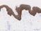 Cadherin 1 antibody, ab1416, Abcam, Immunohistochemistry frozen image 
