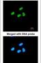 ATRX Chromatin Remodeler antibody, PA5-21348, Invitrogen Antibodies, Immunofluorescence image 