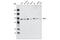 GIT ArfGAP 1 antibody, 2919S, Cell Signaling Technology, Western Blot image 