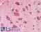 Pyrroline-5-Carboxylate Reductase 1 antibody, LS-B9755, Lifespan Biosciences, Immunohistochemistry frozen image 