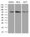 Decapping MRNA 1B antibody, LS-C795202, Lifespan Biosciences, Western Blot image 