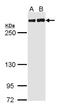 Filamin A antibody, LS-B4865, Lifespan Biosciences, Western Blot image 