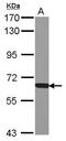 Nicotinate Phosphoribosyltransferase antibody, GTX121545, GeneTex, Western Blot image 