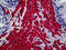 Actin Alpha Cardiac Muscle 1 antibody, 51-637, ProSci, Immunohistochemistry frozen image 