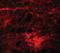 Signal Induced Proliferation Associated 1 Like 3 antibody, orb94344, Biorbyt, Immunofluorescence image 