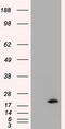 Nucleoside diphosphate kinase, mitochondrial antibody, TA501141S, Origene, Western Blot image 