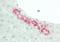FHR5 antibody, orb376195, Biorbyt, Immunohistochemistry paraffin image 