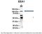 Early Endosome Antigen 1 antibody, 27-281, ProSci, Western Blot image 