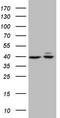 Beta-Actin antibody, TA890010, Origene, Western Blot image 