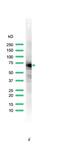 Chaperone protein DnaK antibody, PA5-32446, Invitrogen Antibodies, Western Blot image 