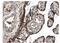 Matrix Metallopeptidase 12 antibody, GTX52478, GeneTex, Immunohistochemistry paraffin image 